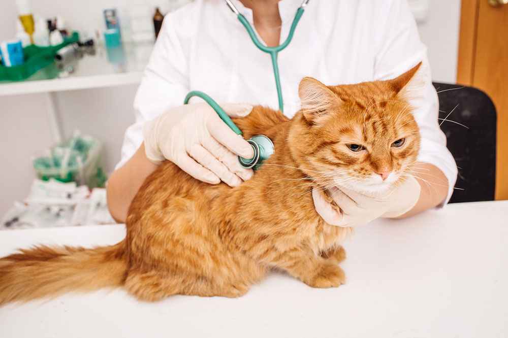 4 Causes of Diabetes Mellitus in Cats