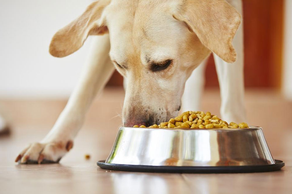 Tips for Choosing Foods for Dogs With Allergies