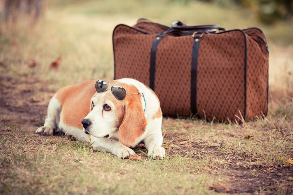 Tips to Follow While Traveling With a Sick Pet