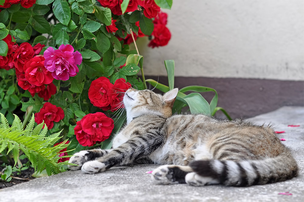 Tips to Prevent Plant Poisoning in Cats